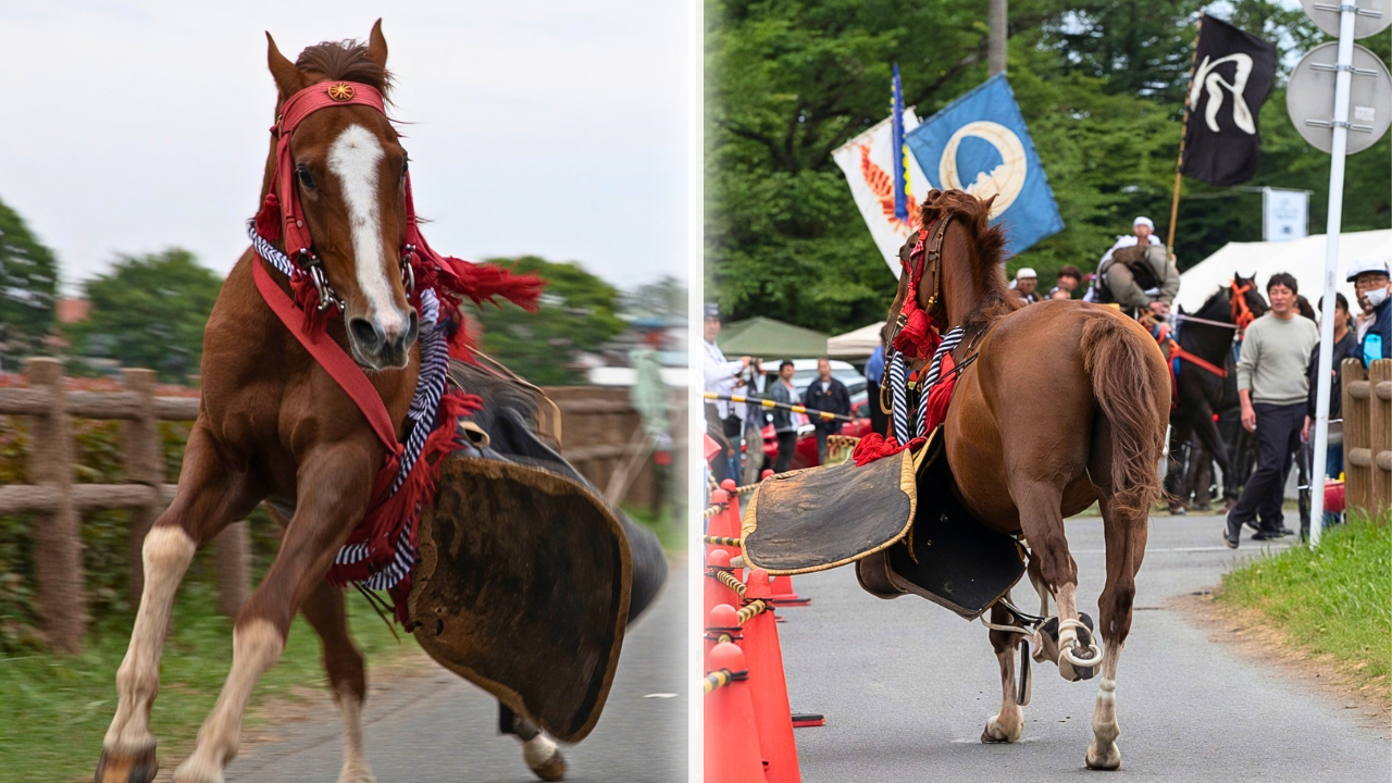 ARMORED HORSE Goes Wild & Bolts During Japanese Samurai Horse Race ...