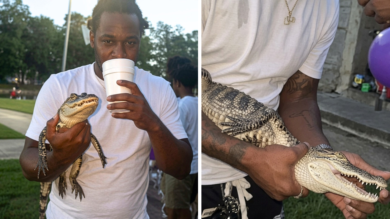 Alligator Bite at Birthday Party: Viral Video Sparks Exotic Pet Debate